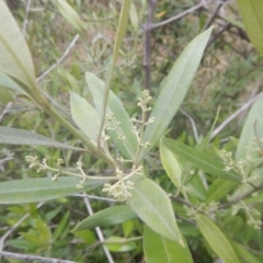 Olea europaea subsp. cuspidata at Bruce, ACT - 5 Dec 2017