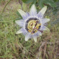 Passiflora caerulea (Blue Passionflower) at Bruce, ACT - 5 Dec 2017 by MichaelMulvaney