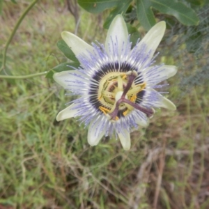 Passiflora caerulea at Bruce, ACT - 5 Dec 2017 02:50 PM