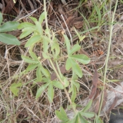 Passiflora caerulea at Bruce, ACT - 5 Dec 2017