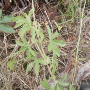 Passiflora caerulea at Bruce, ACT - 5 Dec 2017 02:50 PM