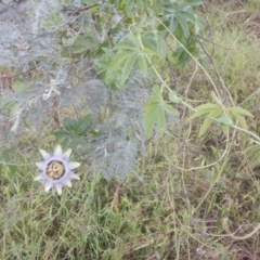 Passiflora caerulea at Bruce, ACT - 5 Dec 2017