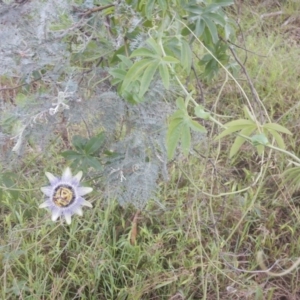 Passiflora caerulea at Bruce, ACT - 5 Dec 2017 02:50 PM