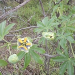 Passiflora caerulea at Bruce, ACT - 5 Dec 2017 02:50 PM