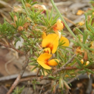 Pultenaea laxiflora at Bruce, ACT - 5 Dec 2017