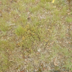 Pultenaea laxiflora at Bruce, ACT - 5 Dec 2017