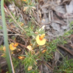 Pultenaea laxiflora at Bruce, ACT - 5 Dec 2017