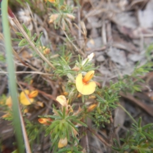 Pultenaea laxiflora at Bruce, ACT - 5 Dec 2017