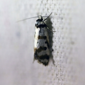 Philobota impletella Group at O'Connor, ACT - 23 Nov 2017 08:50 PM