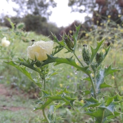 Argemone ochroleuca subsp. ochroleuca (Mexican Poppy, Prickly Poppy) at Gigerline Nature Reserve - 4 Dec 2017 by michaelb