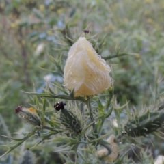 Argemone ochroleuca subsp. ochroleuca (Mexican Poppy, Prickly Poppy) at Point Hut to Tharwa - 4 Dec 2017 by michaelb