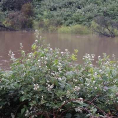 Rubus anglocandicans (Blackberry) at Gigerline Nature Reserve - 4 Dec 2017 by michaelb