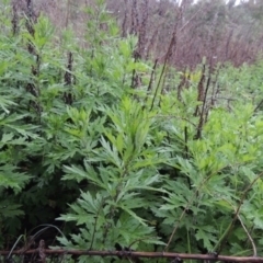 Artemisia verlotiorum (Chinese Mugwort) at Gigerline Nature Reserve - 4 Dec 2017 by michaelb