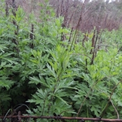 Artemisia verlotiorum (Chinese Mugwort) at Tennent, ACT - 4 Dec 2017 by MichaelBedingfield