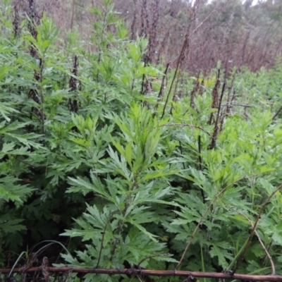 Artemisia verlotiorum (Chinese Mugwort) at Gigerline Nature Reserve - 4 Dec 2017 by michaelb