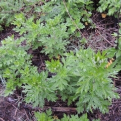 Artemisia verlotiorum at Tennent, ACT - 4 Dec 2017