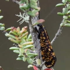 Stenopsychodes sp. (genus) (A caddisfly) at Gibraltar Pines - 3 Dec 2017 by HarveyPerkins