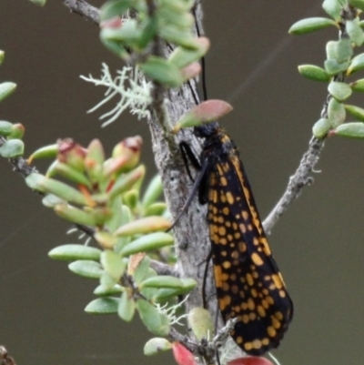 Stenopsychodes sp. (genus) (A caddisfly) at Gibraltar Pines - 3 Dec 2017 by HarveyPerkins