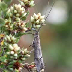 Trichoptera sp. (order) (Unidentified Caddisfly) at Gibraltar Pines - 3 Dec 2017 by HarveyPerkins