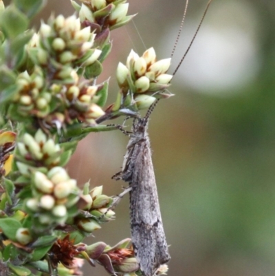 Trichoptera sp. (order) (Unidentified Caddisfly) at Paddys River, ACT - 3 Dec 2017 by HarveyPerkins