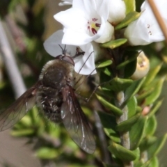 Eusurbus crassilabris (A bee fly) at Paddys River, ACT - 3 Dec 2017 by HarveyPerkins