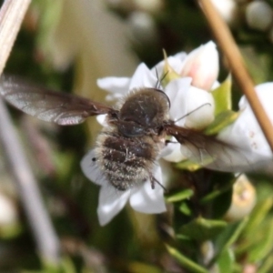 Eusurbus crassilabris at Paddys River, ACT - 3 Dec 2017