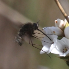 Eusurbus crassilabris at Paddys River, ACT - 3 Dec 2017 03:50 PM