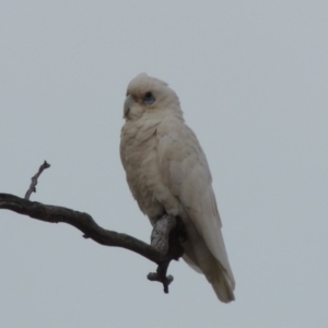 Cacatua sanguinea at Tharwa, ACT - 4 Dec 2017