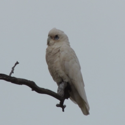 Cacatua sanguinea (Little Corella) at Tharwa, ACT - 3 Dec 2017 by michaelb