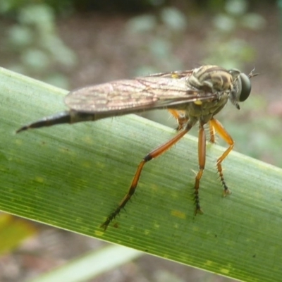 Cerdistus sp. (genus) (Yellow Slender Robber Fly) at Flynn, ACT - 4 Dec 2017 by Christine