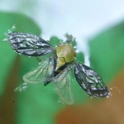 Chaetophyes compacta (Tube spittlebug) at Flynn, ACT - 5 Dec 2017 by Christine