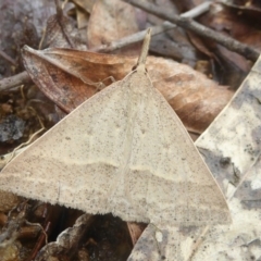 Epidesmia hypenaria at Flynn, ACT - 5 Dec 2017 12:00 AM