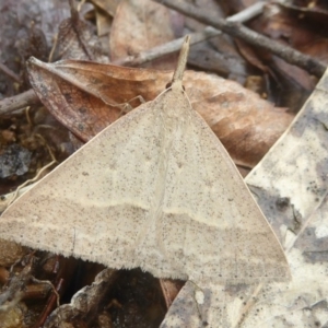 Epidesmia hypenaria at Flynn, ACT - 5 Dec 2017 12:00 AM