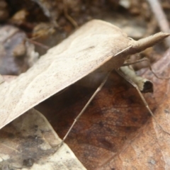 Epidesmia hypenaria at Flynn, ACT - 5 Dec 2017