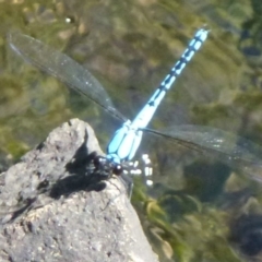 Diphlebia nymphoides (Arrowhead Rockmaster) at Tidbinbilla Nature Reserve - 28 Dec 2011 by Christine