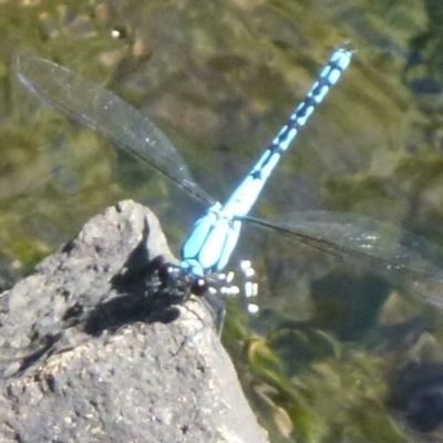 Diphlebia nymphoides (Arrowhead Rockmaster) at Paddys River, ACT - 29 Dec 2011 by Christine