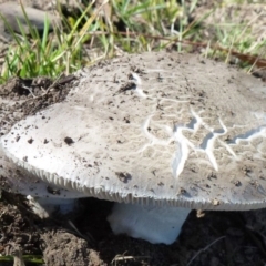 zz agaric (stem; gills white/cream) at Amaroo, ACT - 15 Feb 2012 by Christine