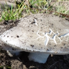 zz agaric (stem; gills white/cream) at Yerrabi Pond - 14 Feb 2012 by Christine