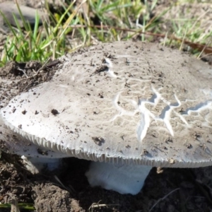 zz agaric (stem; gills white/cream) at Amaroo, ACT - 15 Feb 2012