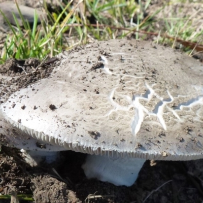 zz agaric (stem; gills white/cream) at Amaroo, ACT - 15 Feb 2012 by Christine