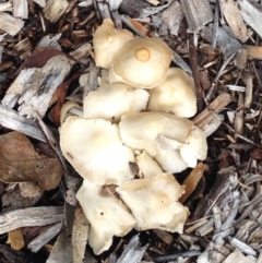 Agrocybe sp. at Garran, ACT - 4 Dec 2017 by ruthkerruish