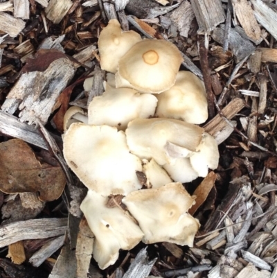 Agrocybe sp. at Red Hill to Yarralumla Creek - 4 Dec 2017 by ruthkerruish