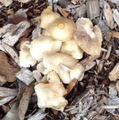 Agrocybe sp. at Garran, ACT - 5 Dec 2017