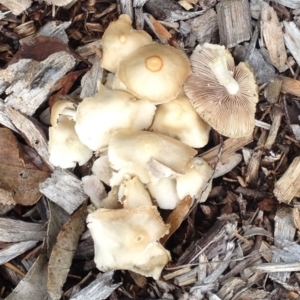 Agrocybe sp. at Garran, ACT - 5 Dec 2017