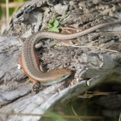 Carlia tetradactyla at Yass, NSW - 25 Oct 2017 11:28 AM