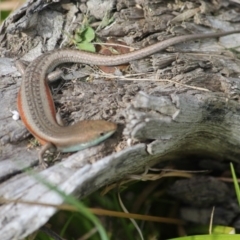 Carlia tetradactyla at Yass, NSW - 25 Oct 2017