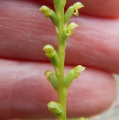 Microtis parviflora (Slender Onion Orchid) at Belconnen, ACT - 5 Dec 2017 by CathB