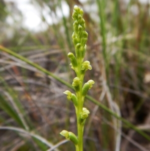 Microtis parviflora at Belconnen, ACT - 5 Dec 2017