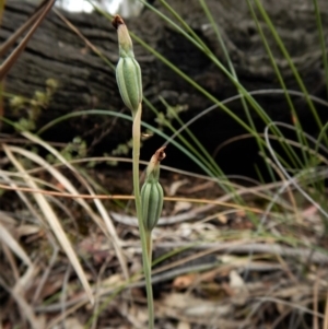 Calochilus platychilus at Aranda, ACT - 5 Dec 2017