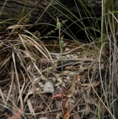 Calochilus platychilus at Aranda, ACT - 5 Dec 2017